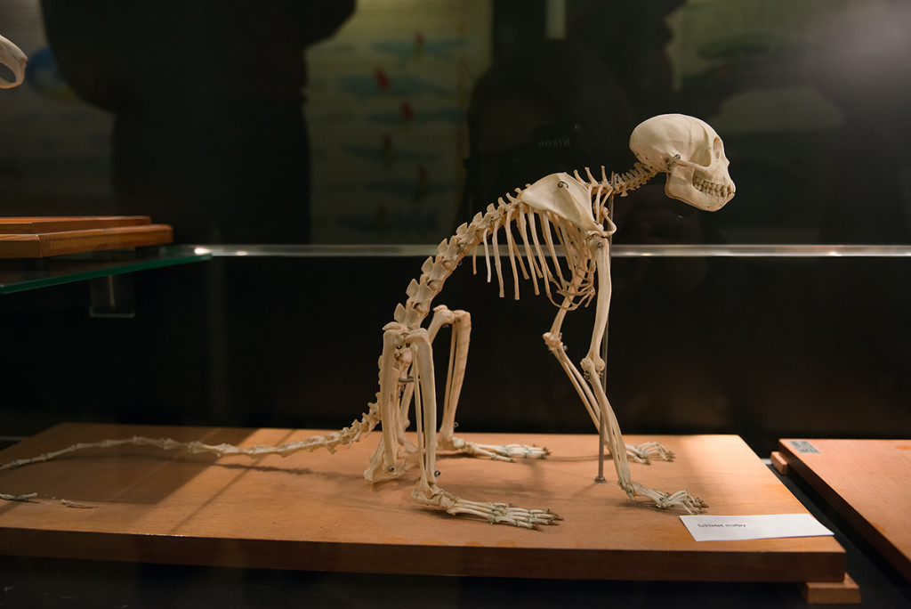 muzeum ewolucji warszawa